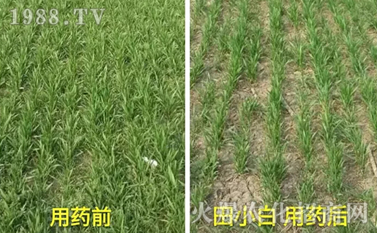 節(jié)節(jié)麥如何防除，用什么藥？怎么打藥效果好？
