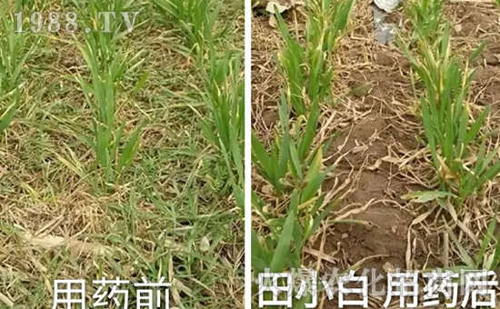 節(jié)節(jié)麥如何防除，用什么藥？怎么打藥效果好？