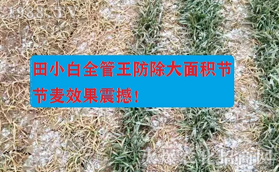 節(jié)節(jié)麥如何防除，用什么藥？怎么打藥效果好？