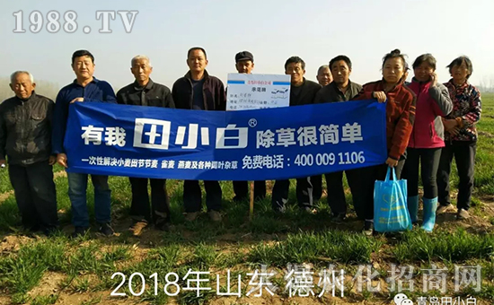 節(jié)節(jié)麥如何防除，用什么藥？怎么打藥效果好？