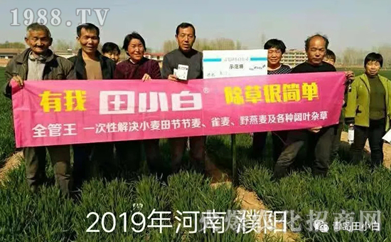 39節(jié)節(jié)麥如何防除，用什么藥？怎么打藥效果好？