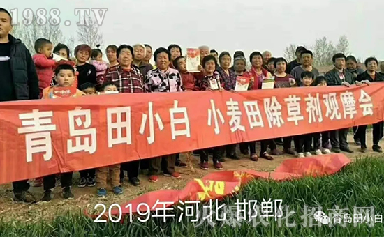 節(jié)節(jié)麥如何防除，用什么藥？怎么打藥效果好？