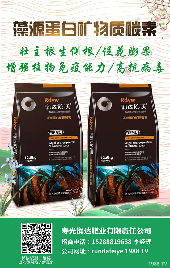 卷心菜怎么做種植？卷心菜種植技術(shù)