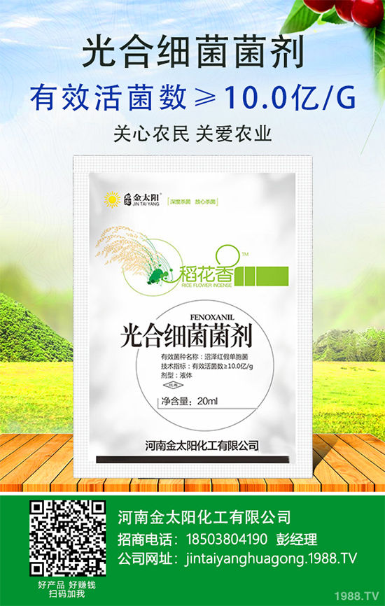 辣椒爛果多原因？辣椒爛果防治辦法！