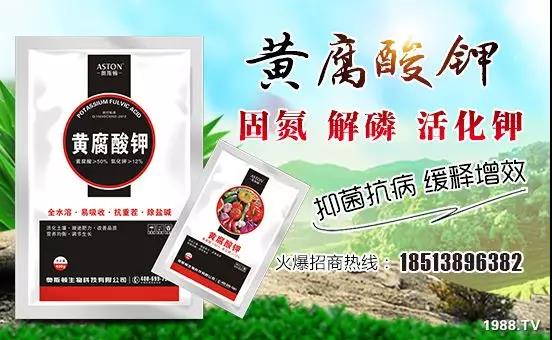 礦源黃腐酸鉀——精品肥！1公斤=8噸有機肥！新疆源頭直發(fā)！??！