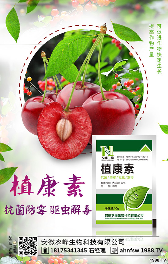 當(dāng)歸怎么種植，當(dāng)歸種植效益及栽培技術(shù)！