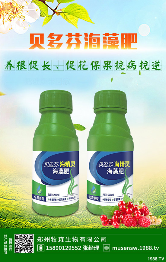 洋薊為什么這么受人歡迎？洋薊的市場(chǎng)行情分析