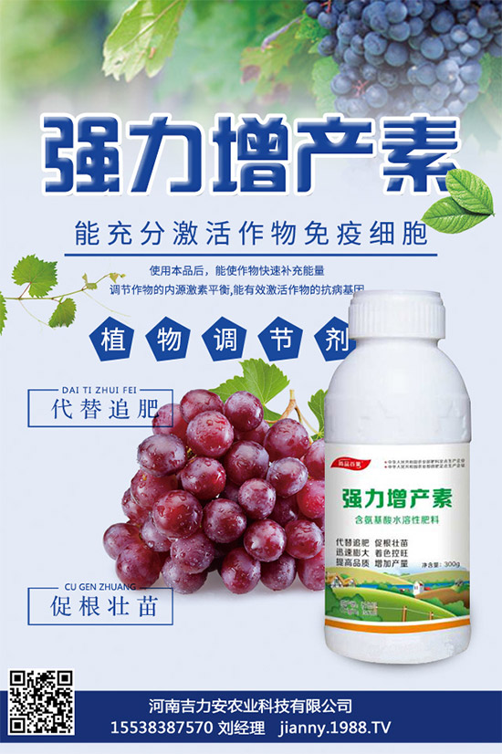 大棚蘑菇該如何種植？大棚蘑菇的種植管理技術(shù)
