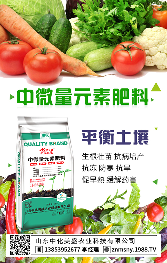 茶樹菇如何種植?茶樹菇的種植技術!