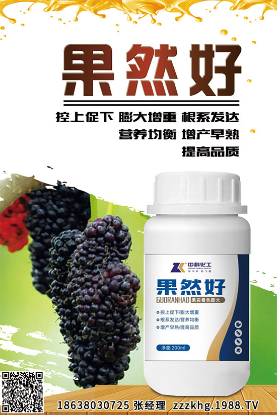金線蓮有哪些營養(yǎng)價值？金線蓮的功效作用及食用方法