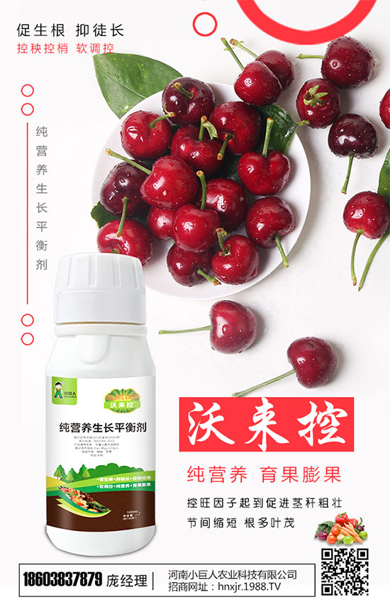 車?yán)遄优c櫻桃有什么區(qū)別，車?yán)遄拥墓πc作用！