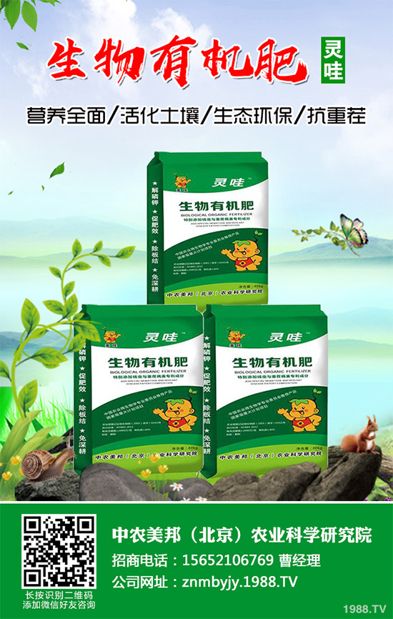 你知道什么是洋薊嗎？洋薊大概多少錢一斤？快來看看