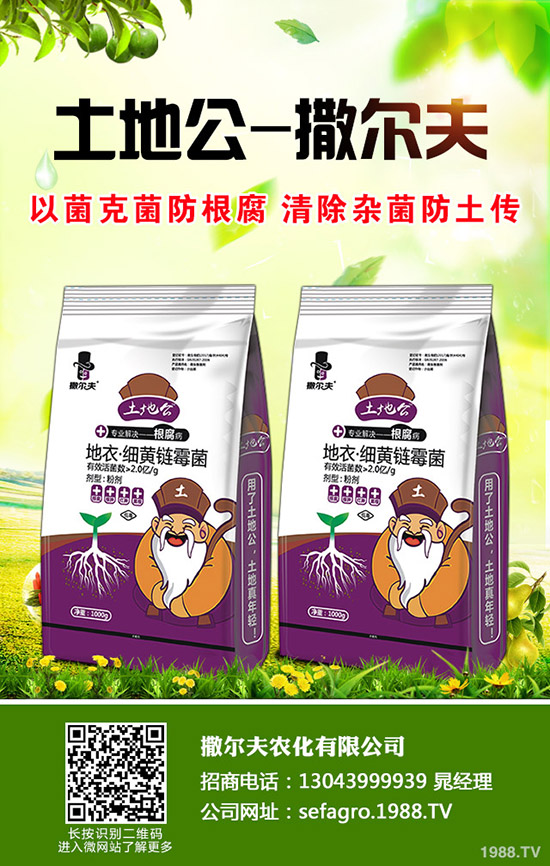 生菜怎么快速催芽？生菜催芽后管理方法！