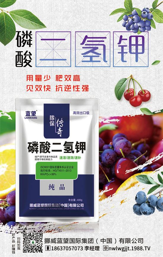 秋茬西紅柿定植注意事項，秋茬西紅柿膨果期管理方法