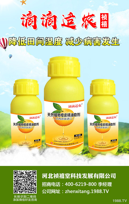 秋季草莓如何管理才能高產(chǎn)？秋季草莓定植管理技術(shù)！
