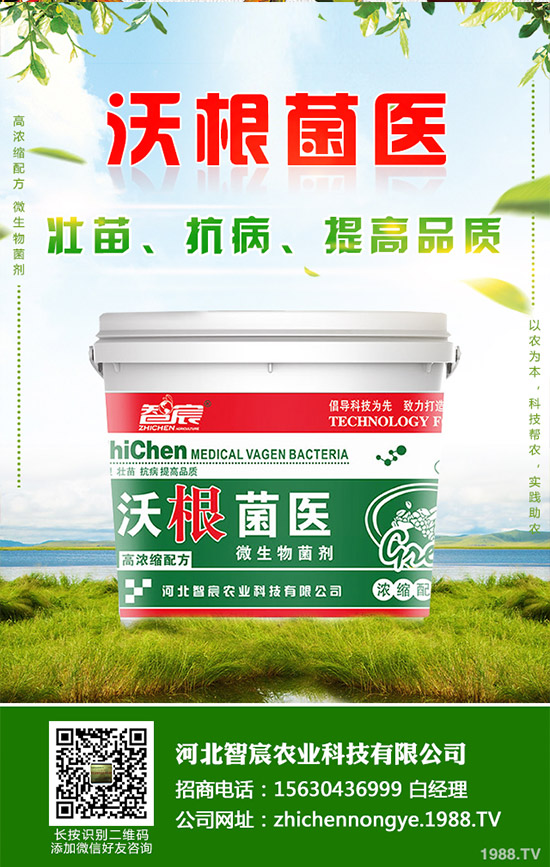 吃救心菜有哪些好處？救心菜的功效和作用！