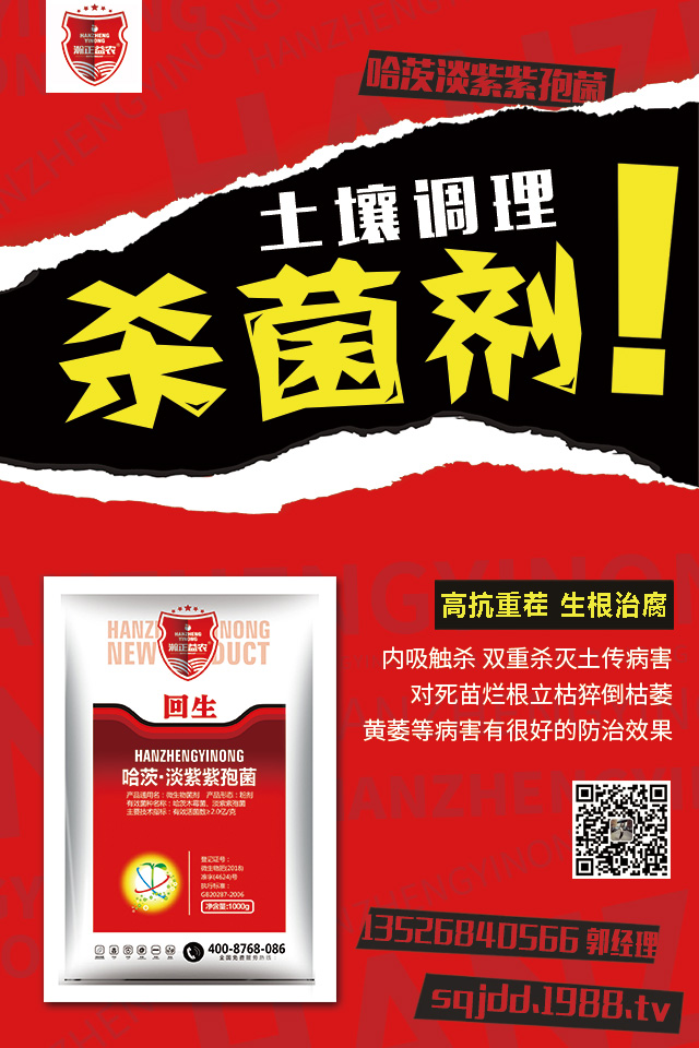 辣椒晚疫病危害大，辣椒晚疫病防治技巧