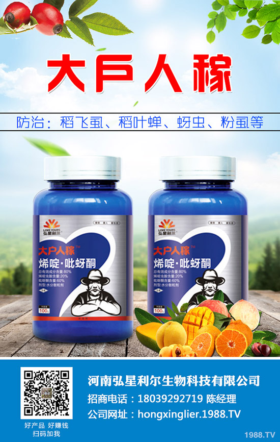 洋蔥種植后要怎么管理？洋蔥種植管理技術(shù)要點(diǎn)！