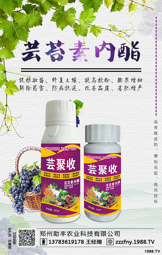 獼猴桃如何摘心，獼猴桃摘心有什么好處？