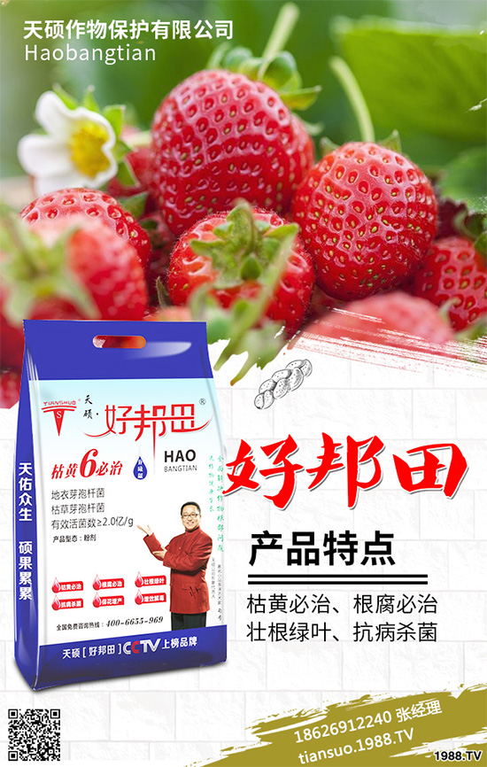 萵苣霜霉病危害這么大，你知道該如何防治嗎？萵苣霜霉病防治方法