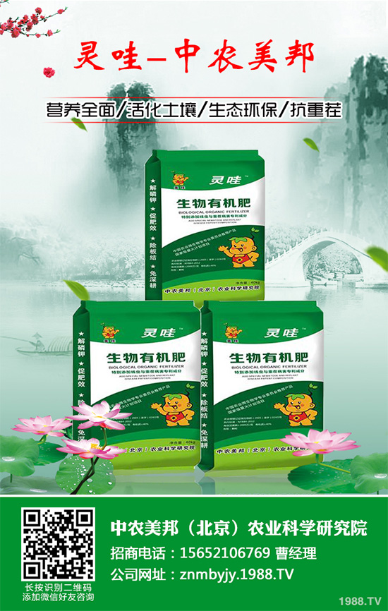     萵苣黑斑病是如何發(fā)生的？有哪些危害？萵苣黑斑病防治措施