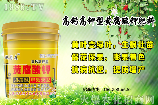 草莓生長對環(huán)境要求有哪些？秋季草莓定植注意事項(xiàng)和管理方式！