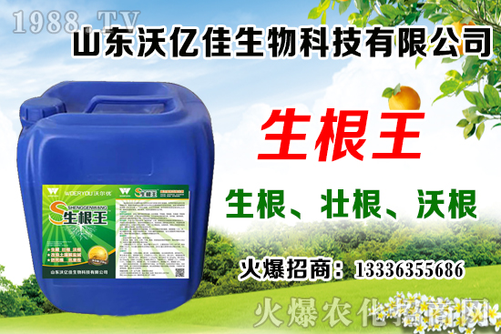 影響草莓花芽分化因素有哪些？草莓花芽分化期與定植管理要點(diǎn)！