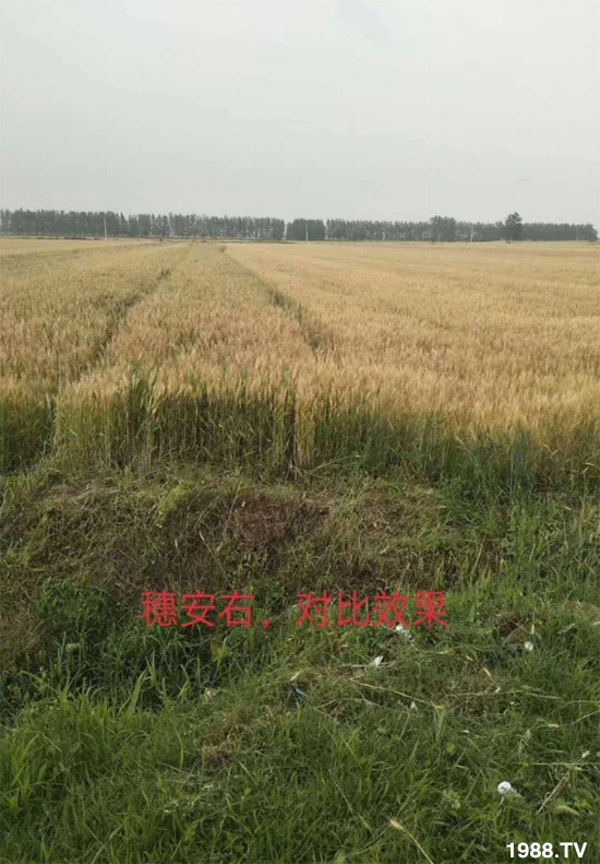 小麥赤霉病危害特點(diǎn)，防治小麥赤霉病用什么藥？
