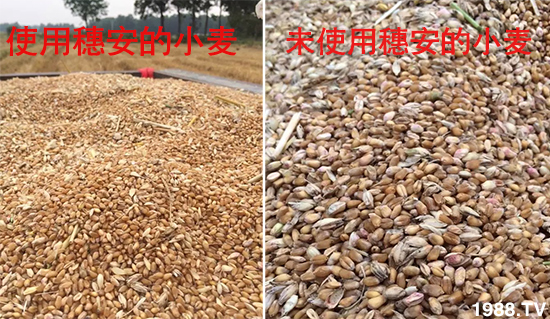 小麥赤霉病危害特點(diǎn)，防治小麥赤霉病用什么藥？