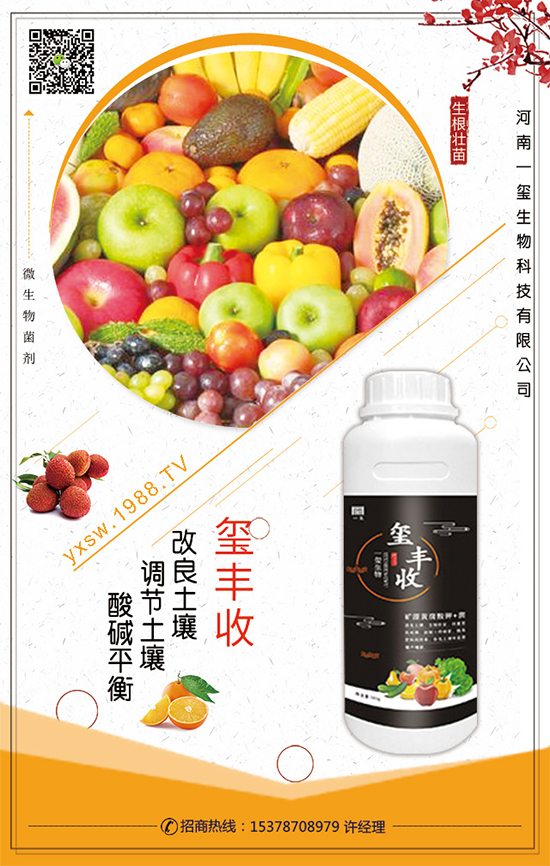 空心菜什么時(shí)間栽培？空心菜的栽培要點(diǎn)！
