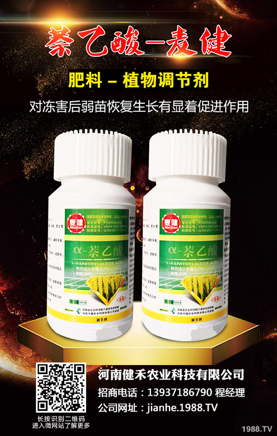 辣椒溫室白粉虱蟲害嚴(yán)重怎么辦，辣椒溫室白粉虱的發(fā)生與防治！