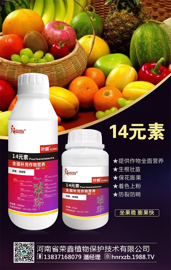 芹菜軟腐病有什么危害？芹菜軟腐病怎么防治好？