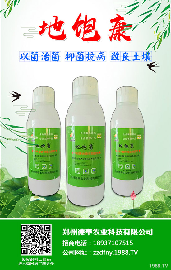南瓜黑星病有哪些癥狀？南瓜黑星病防治方法