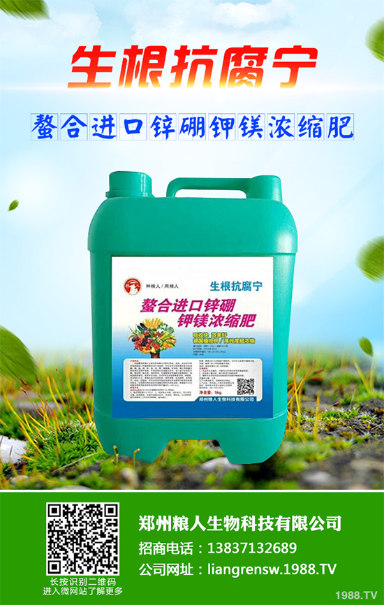 三葉青該如何種植？中藥材三葉青高產(chǎn)種植技術(shù)要點(diǎn)