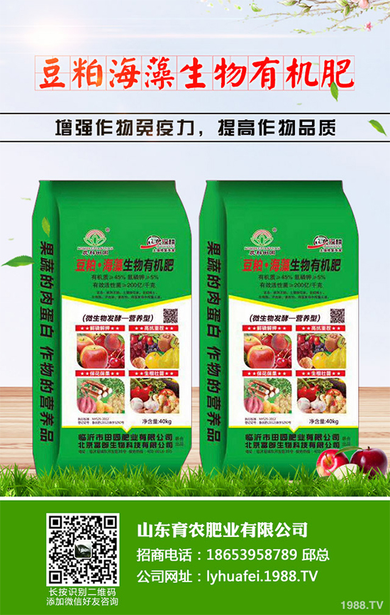 金絲皇菊該如何育苗？如何栽培？金絲皇菊高產(chǎn)栽培管理