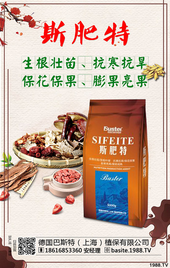 西瓜苗幾月份移栽，西瓜苗定植移栽技術(shù)及注意事項(xiàng)！