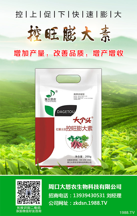 茄子瘋長到不結(jié)果是咋回事？該如何預(yù)防？茄子瘋長的發(fā)生原因及預(yù)防措施！