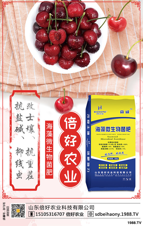     棉花的生長周期多少天？棉花生長各個時期的表現(xiàn)有哪些？