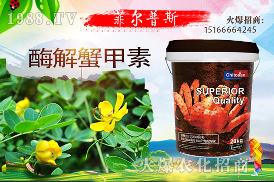 龍葵怎么種植？龍葵種植技術(shù)要點(diǎn)！
