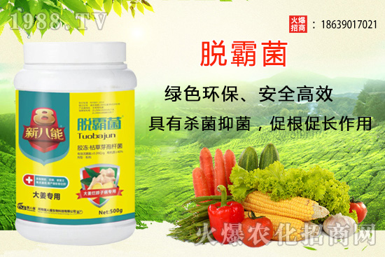 花生種植選什么品種？花生種植前景分析及品種推薦！