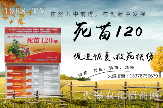  蔬菜種植不長根，緩苗慢，死苗爛根？學(xué)會這些方法，蔬菜死苗爛根都不怕！