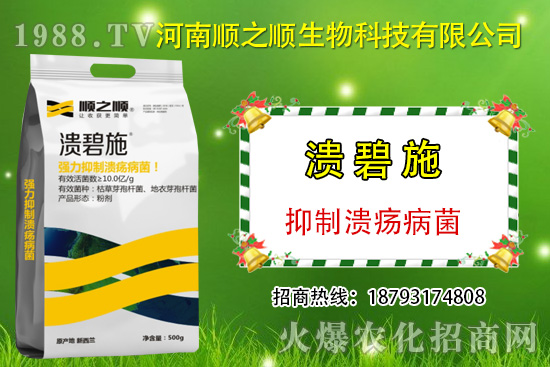 柑橘潰瘍病危害一年比一年嚴(yán)重，柑橘潰瘍病如何防控？