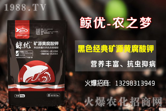 青棗的種植密度，青棗的品種選擇及種植方法！