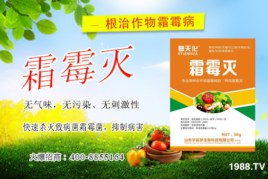 黃瓜霜霉病嚴(yán)重怎么辦，怎樣巧治黃瓜霜霉??？