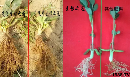 作物根系差，產(chǎn)量低？“生根之道”快生新根，抗病增產(chǎn)無憂！