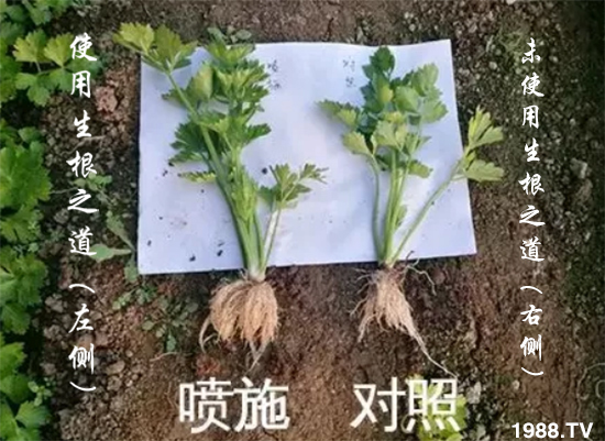 作物根系差，產(chǎn)量低？“生根之道”快生新根，抗病增產(chǎn)無憂！