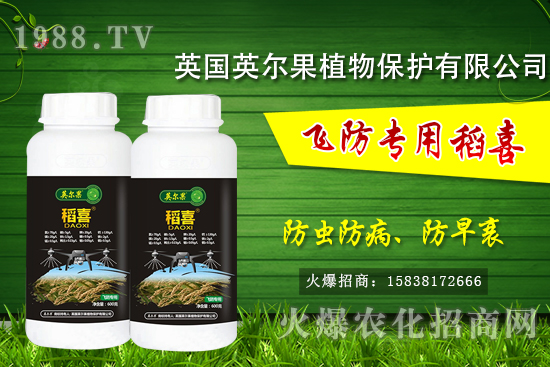 警惕！水稻早衰現(xiàn)象危害大！水稻早衰是什么原因，該怎么防治？