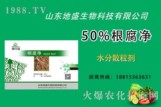 根腐病危害重，如何做好根腐病的防治？這樣做50%根腐凈！