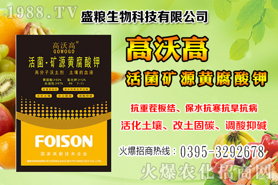 人參果畝產(chǎn)效益是多少？人參果的種植與管理技術(shù)！