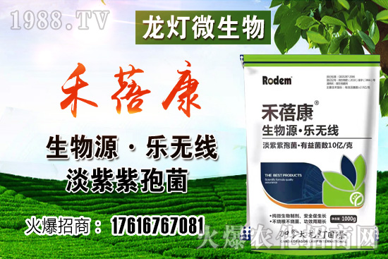 西紅柿授粉方法是？西紅柿露天和大棚種植有何不同？